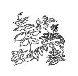 Crafter's Workshop 6x6 Template - Mini Vines