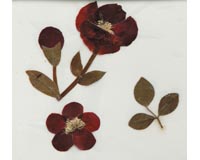Darice Botanical Stickers - Flower Sticker - Red